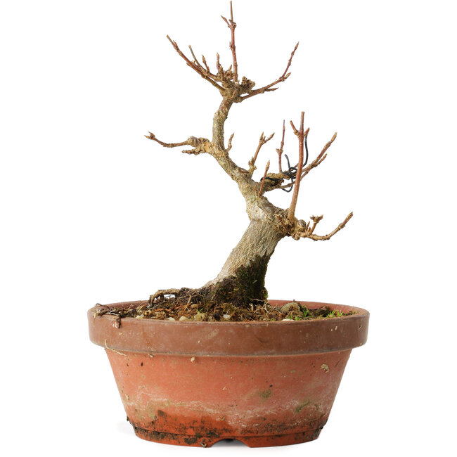 Acer buergerianum, 13 cm, ± 12 jaar oud