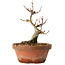 Acer buergerianum, 13 cm, ± 12 jaar oud