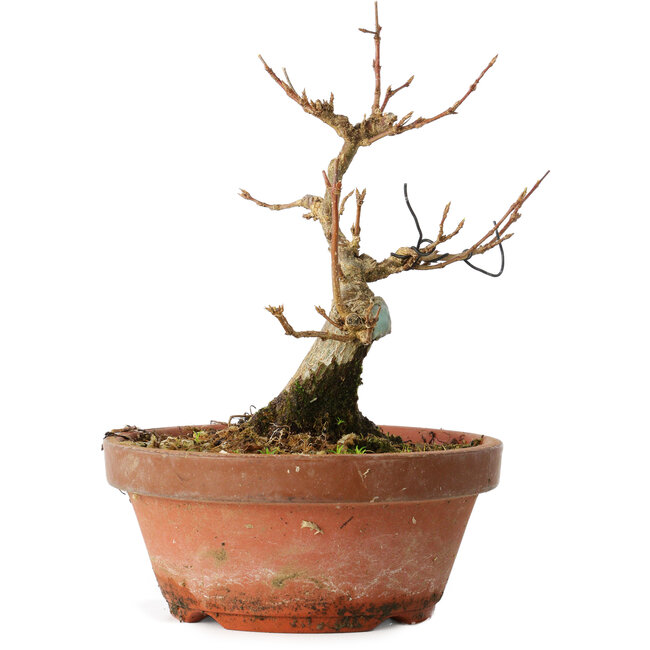 Acer buergerianum, 13 cm, ± 12 jaar oud