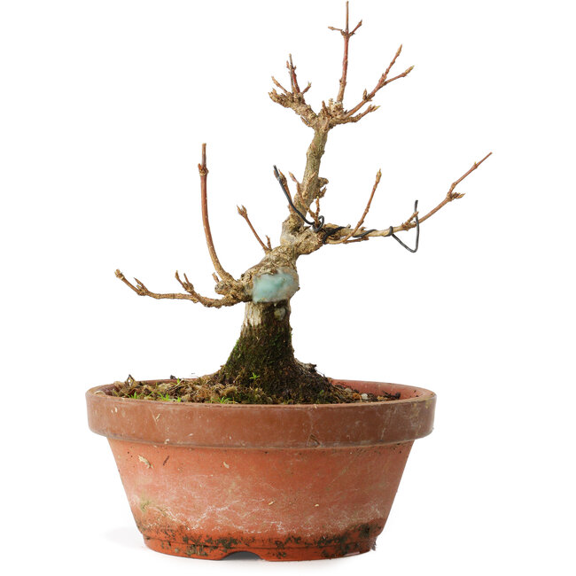 Acer buergerianum, 13 cm, ± 12 jaar oud