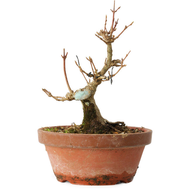 Acer buergerianum, 13 cm, ± 12 anni