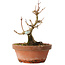 Acer buergerianum, 13 cm, ± 12 jaar oud