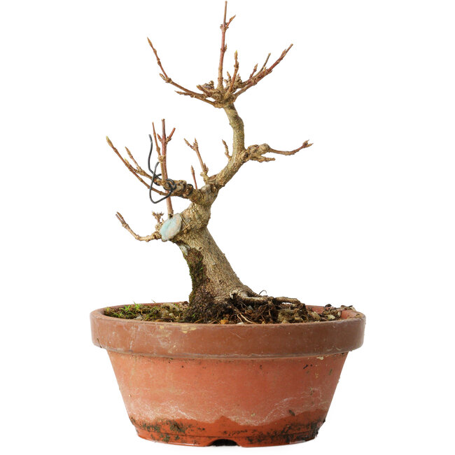 Acer buergerianum, 13 cm, ± 12 anni