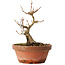 Acer buergerianum, 13 cm, ± 12 jaar oud