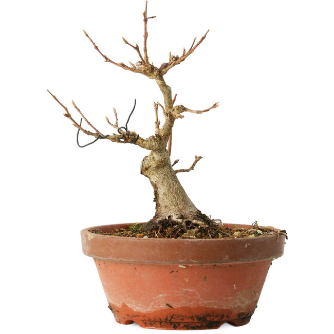 Acer buergerianum, 13 cm, ± 12 jaar oud