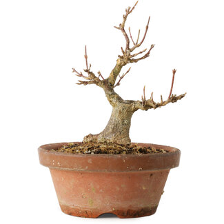 Acer buergerianum, 12 cm, ± 12 jaar oud