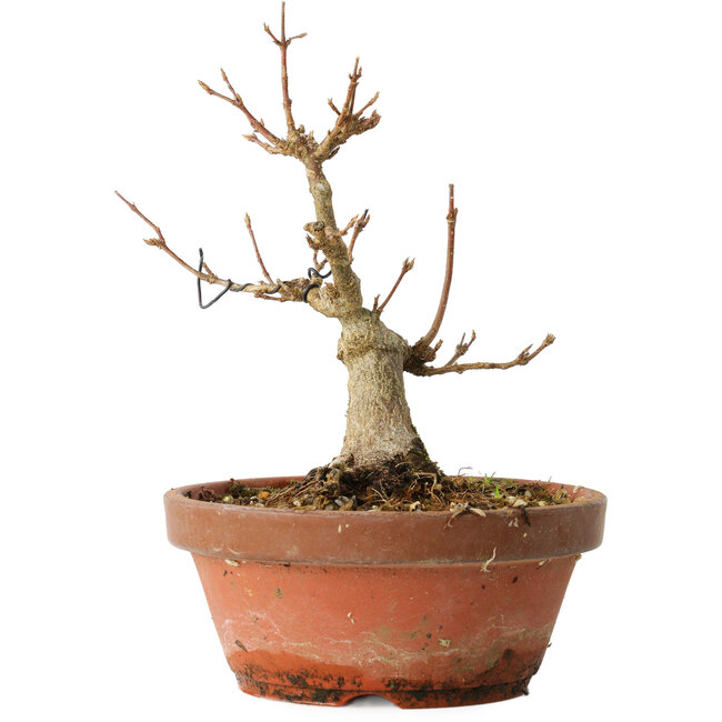 Acer buergerianum, 13 cm, ± 12 anni