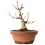 Acer buergerianum, 13 cm, ± 12 jaar oud