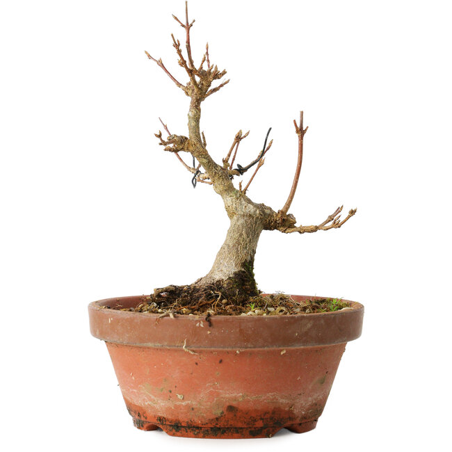 Acer buergerianum, 13 cm, ± 12 ans