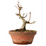 Acer buergerianum, 13 cm, ± 12 jaar oud
