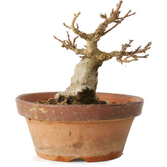 Acer buergerianum, 12 cm, ± 12 jaar oud