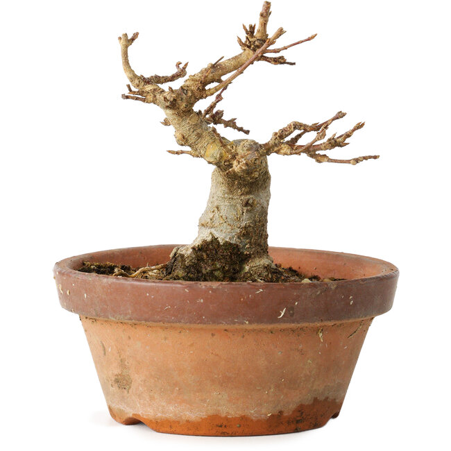 Acer buergerianum, 12 cm, ± 12 Jahre alt