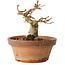Acer buergerianum, 12 cm, ± 12 jaar oud