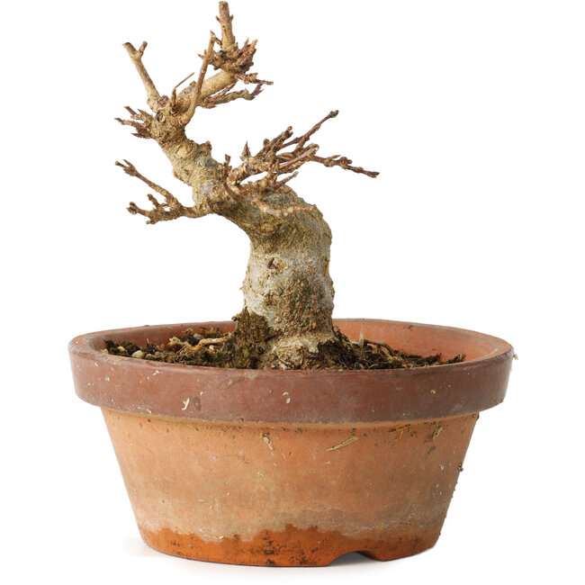 Acer buergerianum, 12 cm, ± 12 Jahre alt