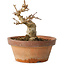 Acer buergerianum, 12 cm, ± 12 jaar oud