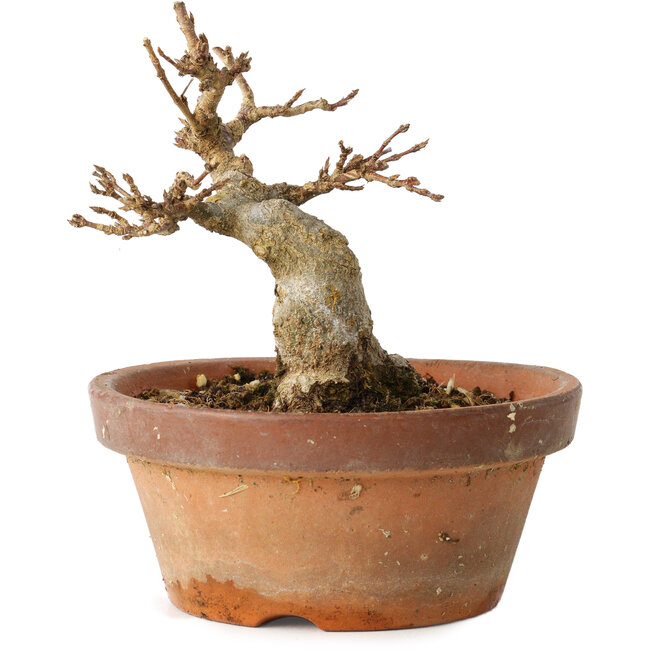 Acer buergerianum, 12 cm, ± 12 Jahre alt