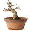 Acer buergerianum, 12 cm, ± 12 jaar oud