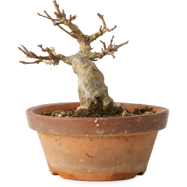 Acer buergerianum, 12 cm, ± 12 Jahre alt