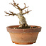 Acer buergerianum, 12 cm, ± 12 jaar oud