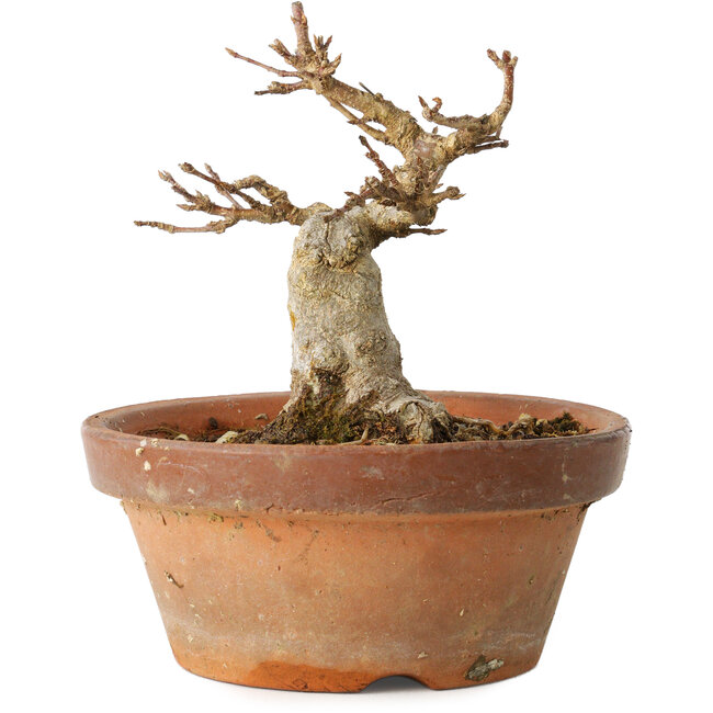 Acer buergerianum, 12 cm, ± 12 Jahre alt