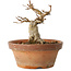 Acer buergerianum, 12 cm, ± 12 jaar oud