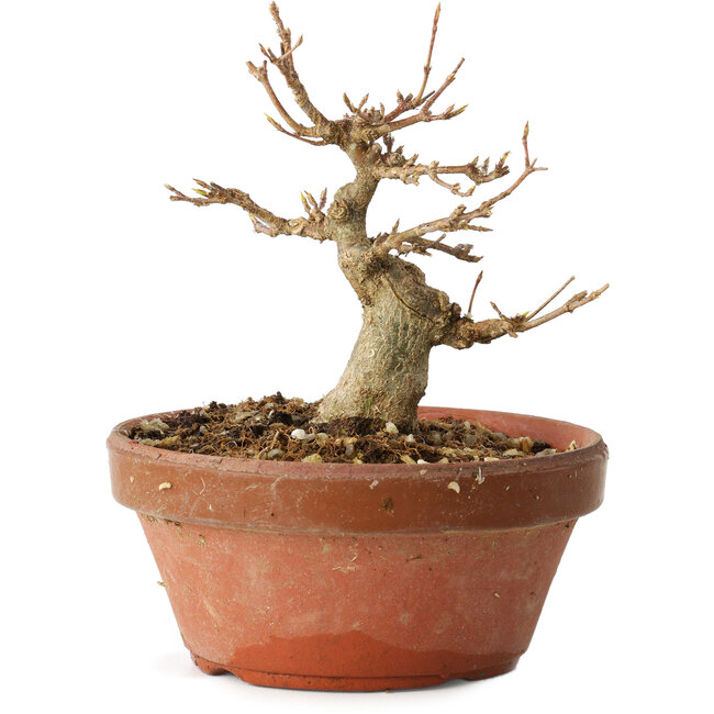 Acer buergerianum, 11 cm, ± 12 jaar oud
