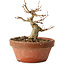 Acer buergerianum, 11 cm, ± 12 jaar oud
