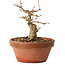 Acer buergerianum, 11 cm, ± 12 jaar oud
