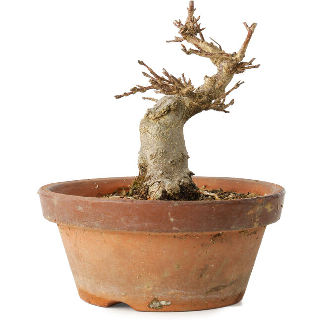 Acer buergerianum, 12 cm, ± 12 Jahre alt