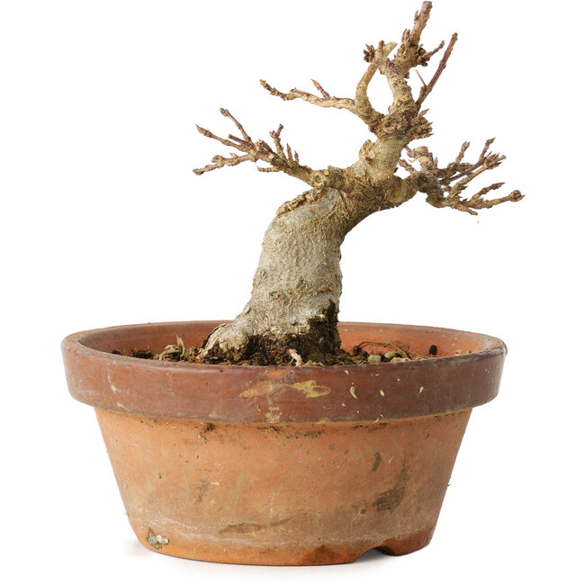Acer buergerianum, 12 cm, ± 12 Jahre alt