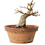 Acer buergerianum, 12 cm, ± 12 jaar oud