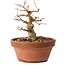Acer buergerianum, 11 cm, ± 12 jaar oud