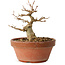 Acer buergerianum, 11 cm, ± 12 jaar oud
