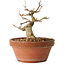 Acer buergerianum, 11 cm, ± 12 jaar oud