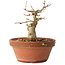 Acer buergerianum, 11 cm, ± 12 jaar oud