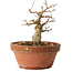 Acer buergerianum, 11 cm, ± 12 jaar oud