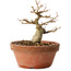 Acer buergerianum, 11 cm, ± 12 jaar oud