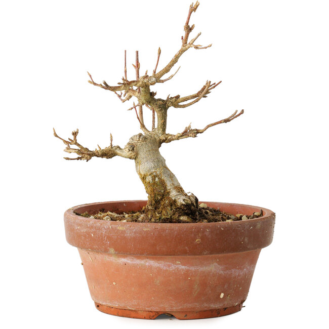 Acer buergerianum, 12 cm, ± 12 jaar oud