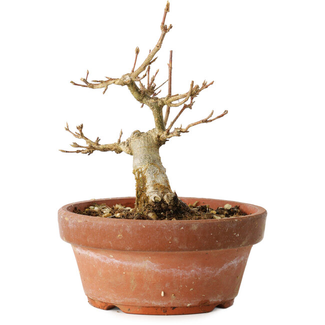 Acer buergerianum, 12 cm, ± 12 años