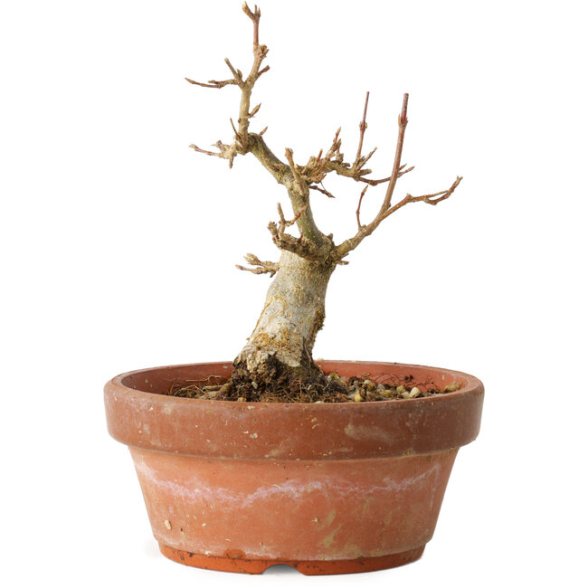 Acer buergerianum, 12 cm, ± 12 años