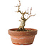Acer buergerianum, 12 cm, ± 12 jaar oud