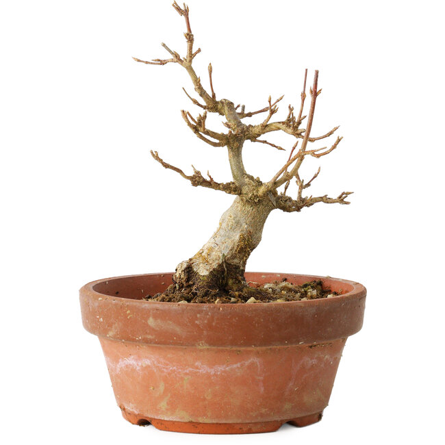 Acer buergerianum, 12 cm, ± 12 Jahre alt