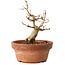 Acer buergerianum, 12 cm, ± 12 jaar oud