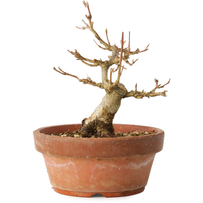 Acer buergerianum, 12 cm, ± 12 años