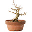 Acer buergerianum, 12 cm, ± 12 jaar oud