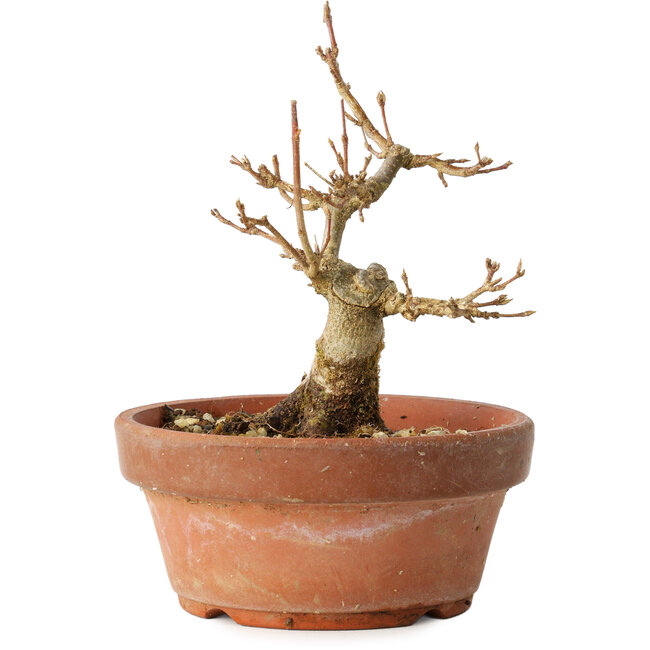 Acer buergerianum, 12 cm, ± 12 años