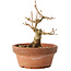 Acer buergerianum, 12 cm, ± 12 jaar oud