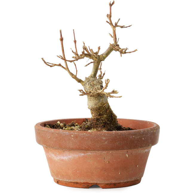 Acer buergerianum, 12 cm, ± 12 anni