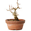 Acer buergerianum, 12 cm, ± 12 jaar oud