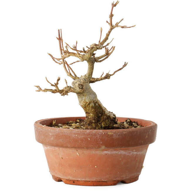 Acer buergerianum, 12 cm, ± 12 years old